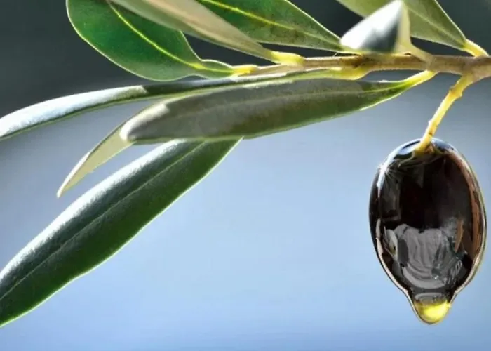 Lägenhet Elia Patras