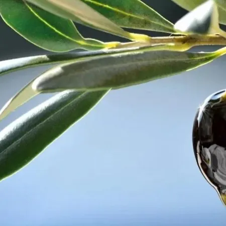 アパート Elia パトラ